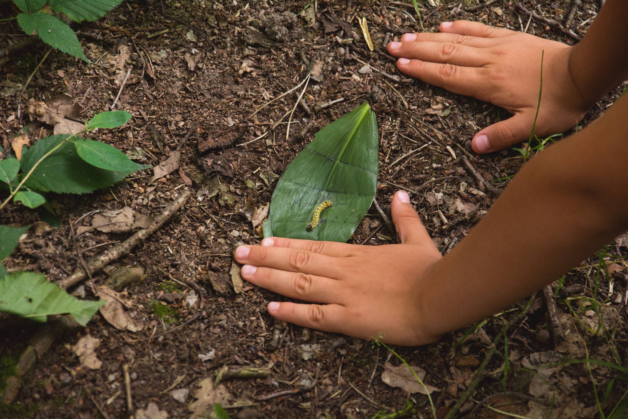 childrens-hands-on-forest-ground-861x574.jpg